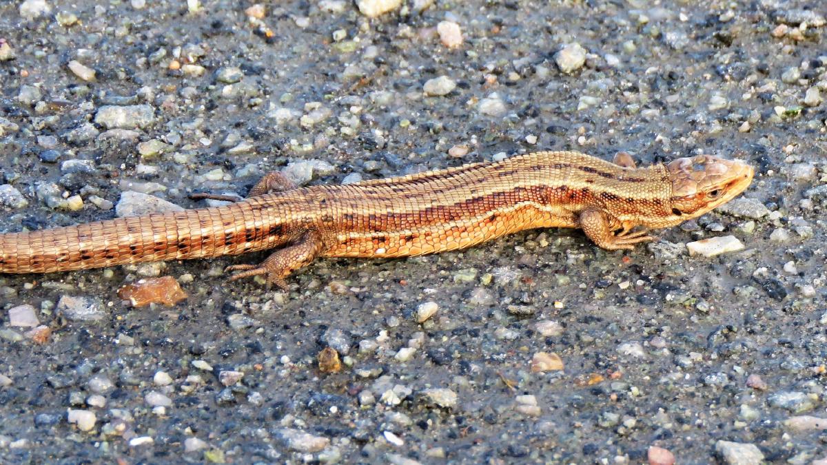 _A Common Lizard sunning itself on a path_