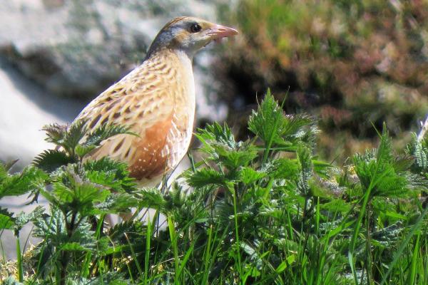 The Corncrake