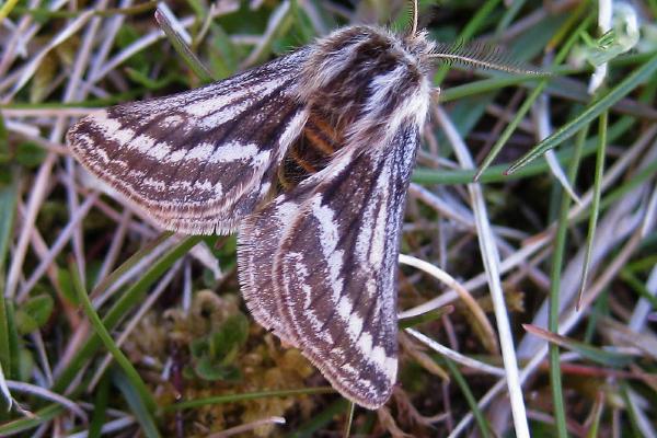 The Belted Beauty Moth