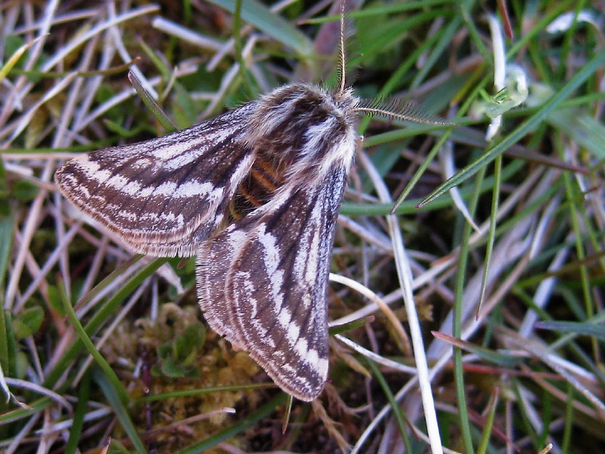 _An adult male belted beauty moth on Coll_