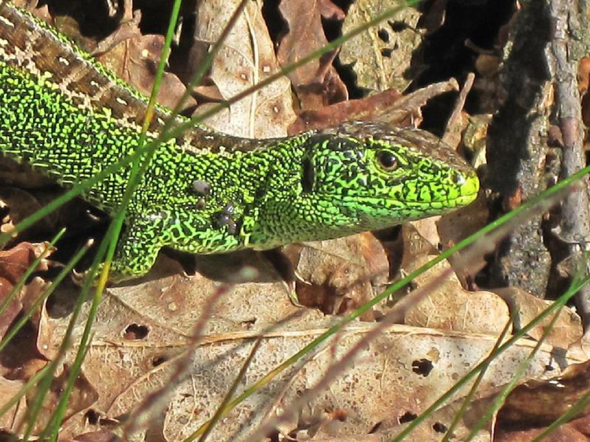 The Sand Lizard