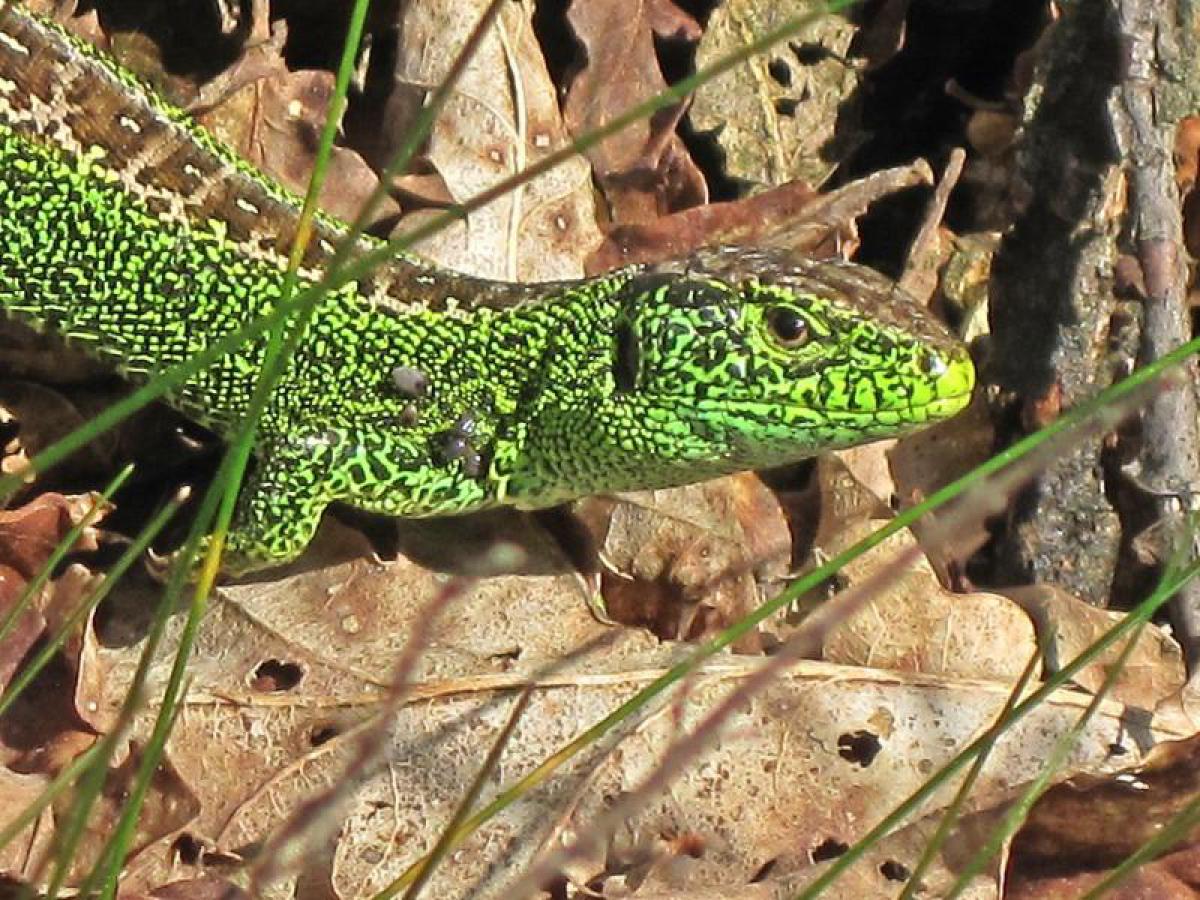 _A stunning male Sand Lizard in its nuptial regalia_ ©BJ Schoenmakers