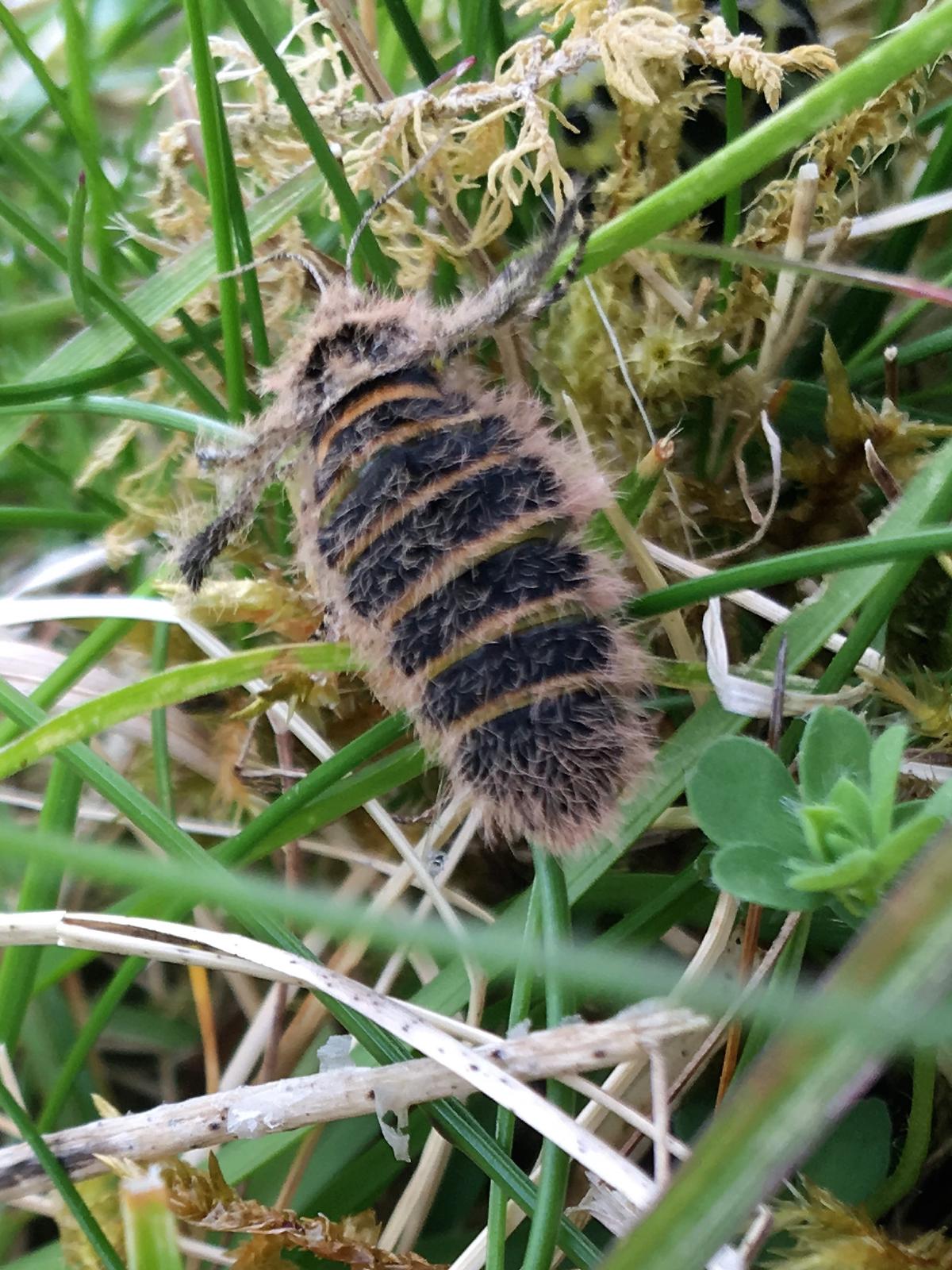 _The furry flightless female belted beauty moth_