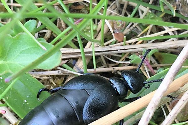 The Short-necked Oil Beetle