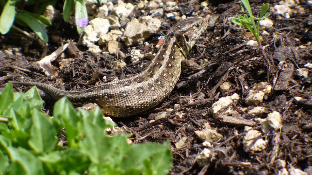 _A female sand lizard showing the distinctive pale-centred ‘ocelli’ ©pxfuel.com_
