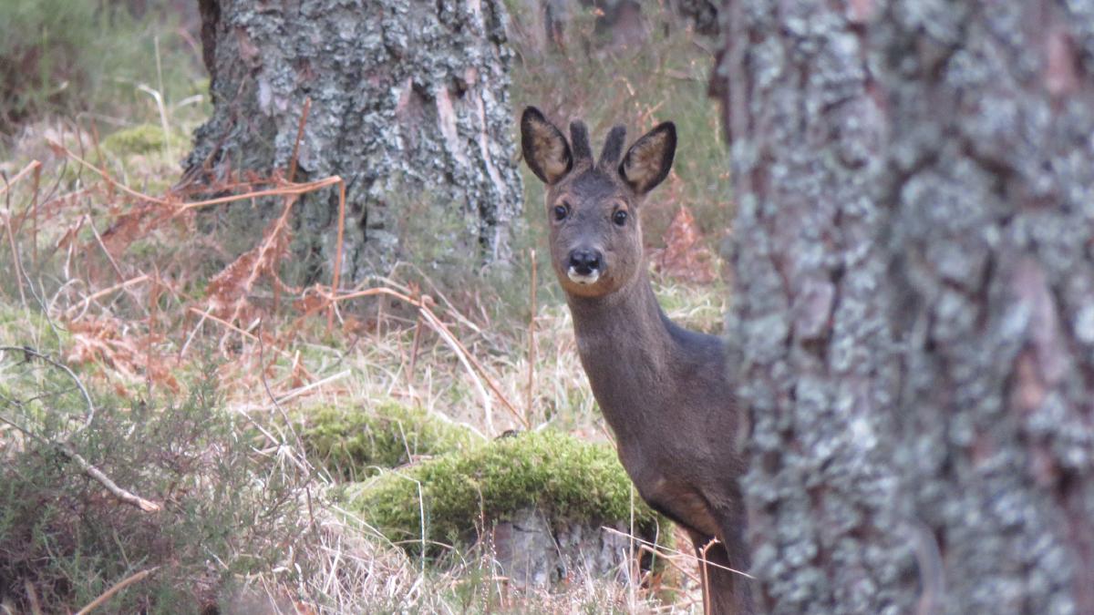 A roebuck peering warily through the Caledonian pines