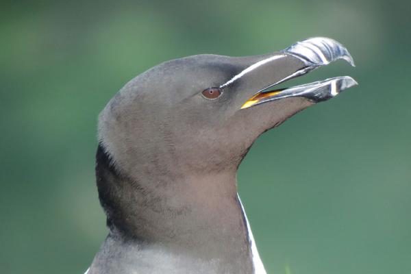 Highlights of Coll Bird Festival 2019