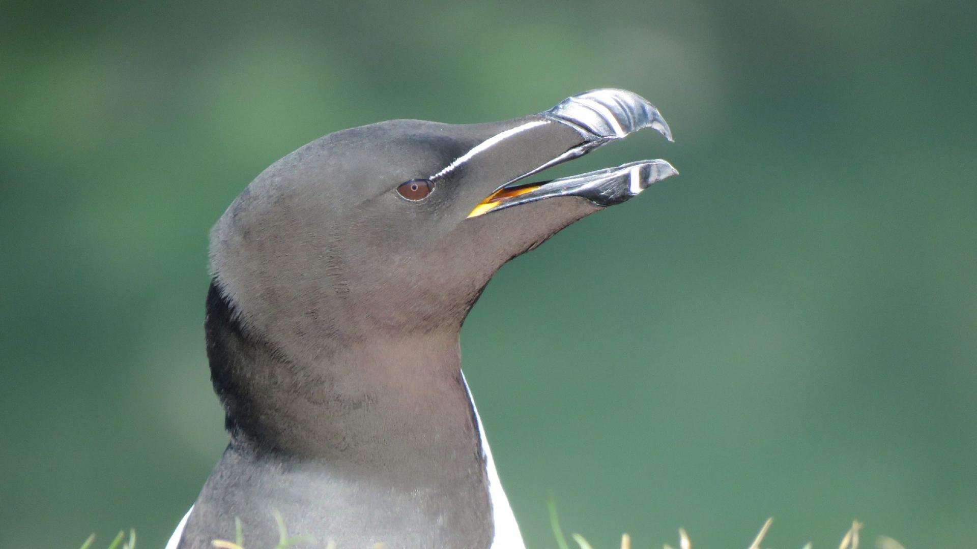 Highlights of Coll Bird Festival 2019