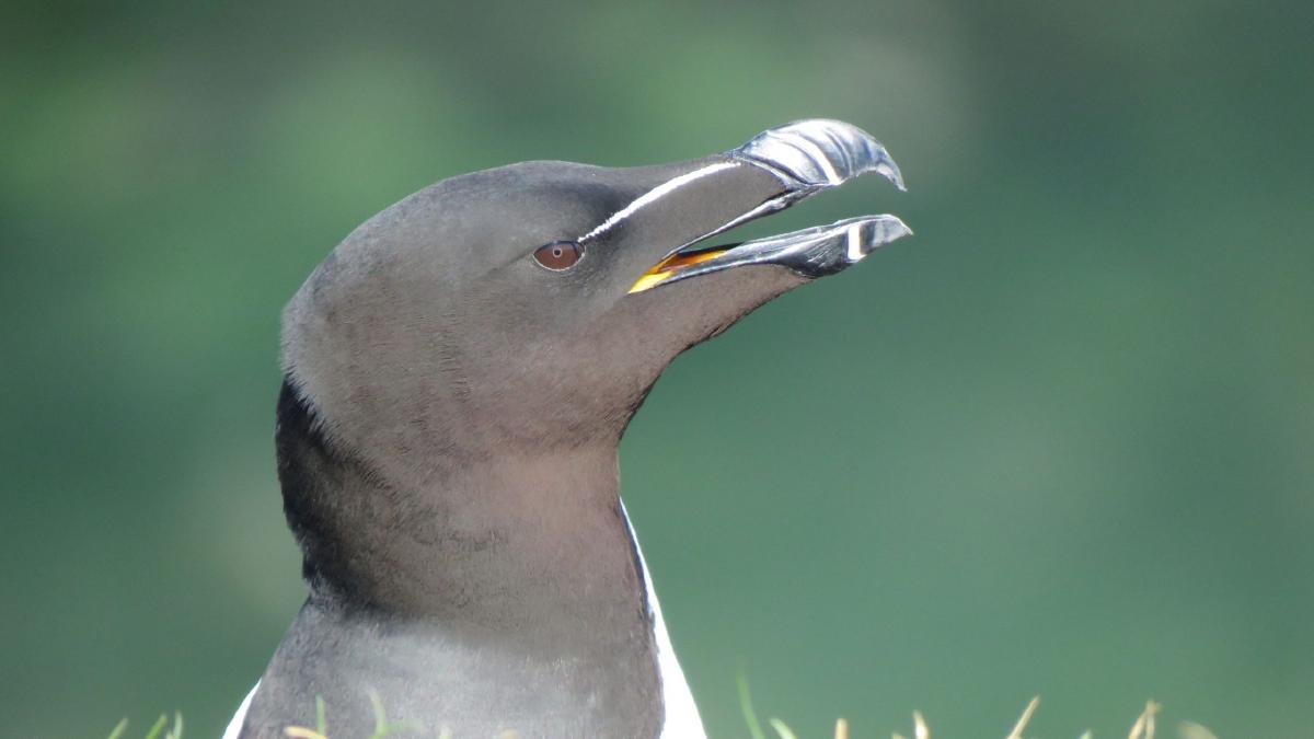 _A razorbill in the Lunga sunlight_