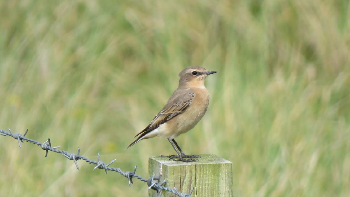 _Wheatear_ **©** WildSmiths