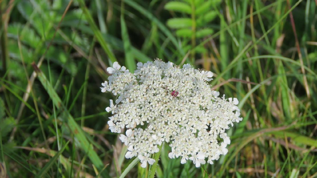 _Wild Carrot_ **©**WildSmiths