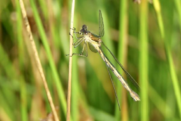 A damsel in distress