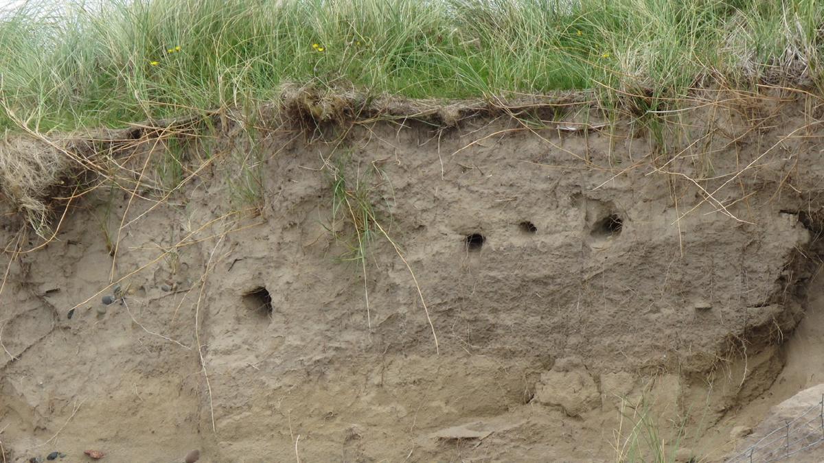 _Cliff-nesting Sand Martins_