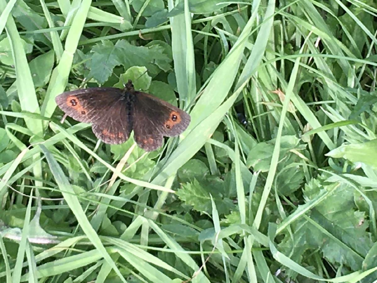 _A Scottish speciality the Scotch Argus_
