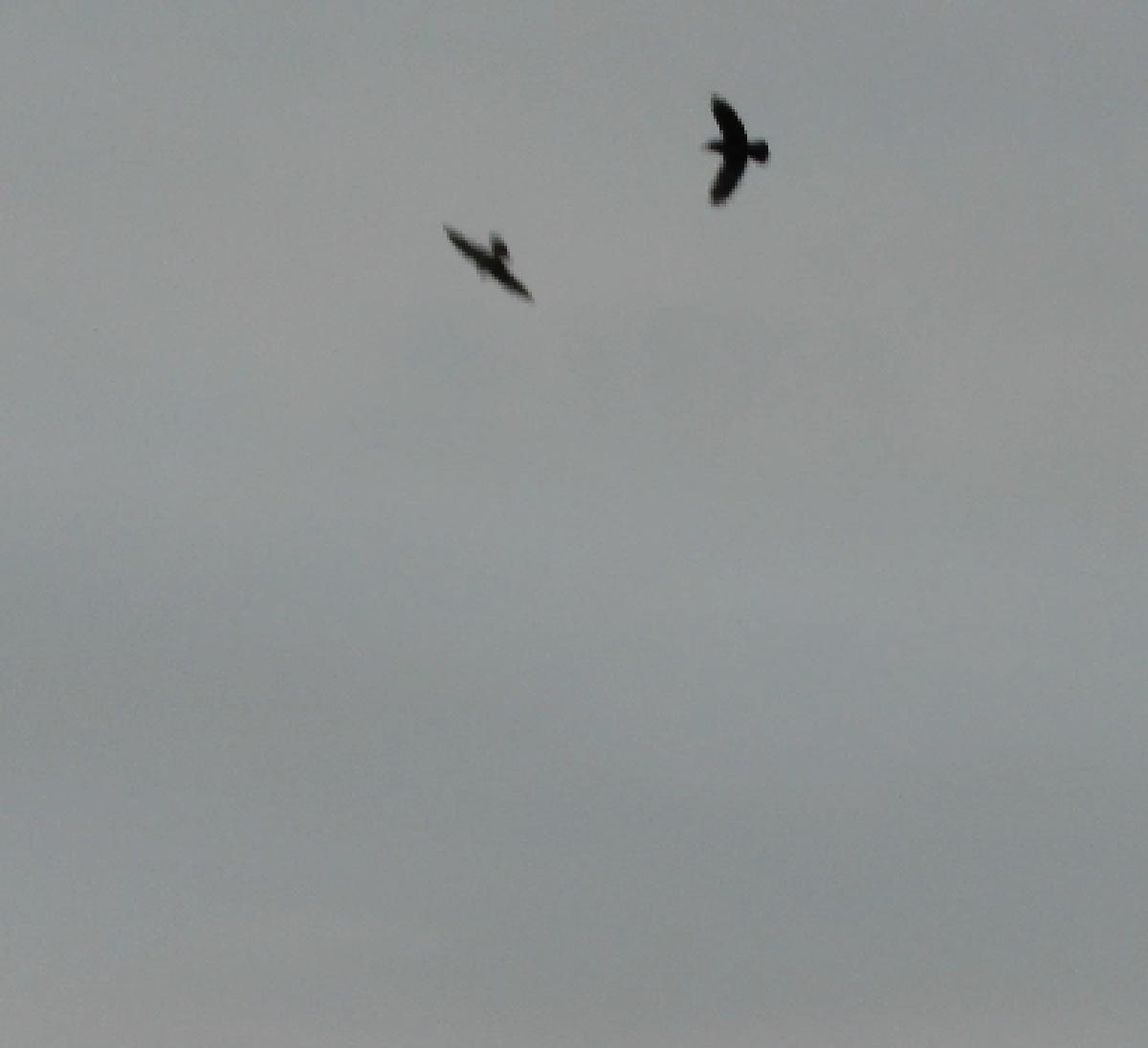_A Raven and Peregrine go head-to-head against a lowering sky_