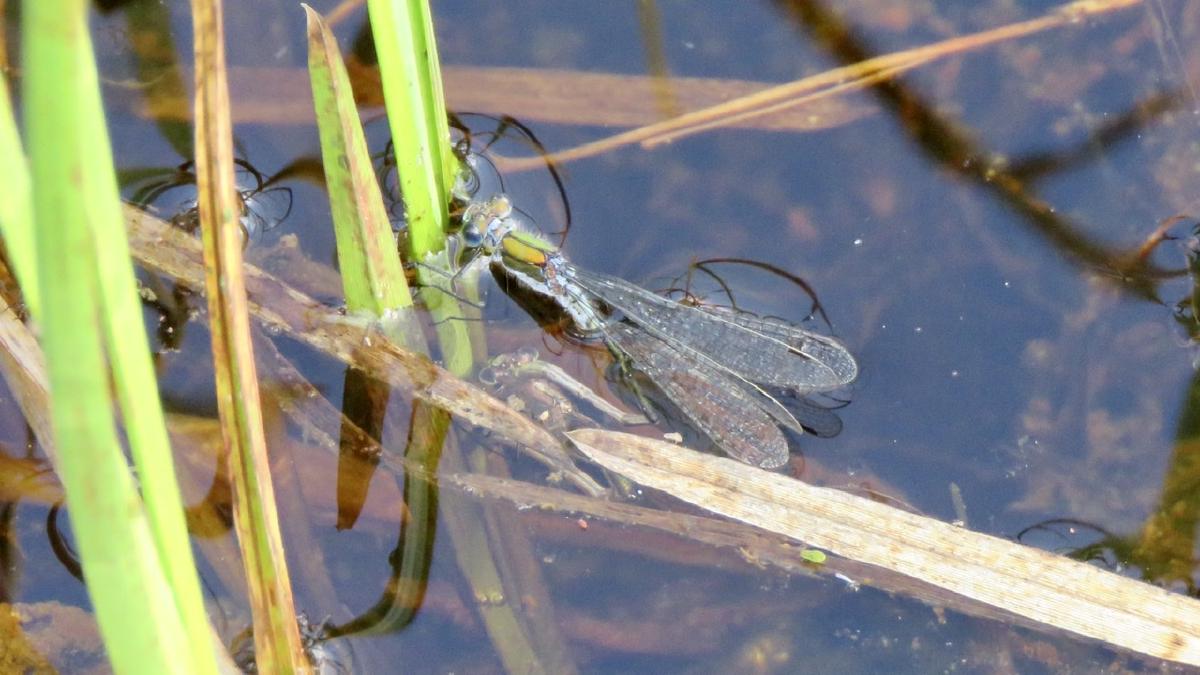 _The male and female in tandem reversing down the plant stem until she is entirely submerged while egg-laying_