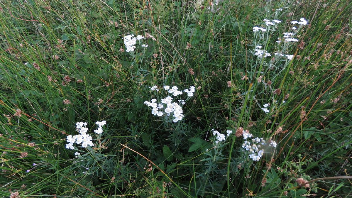 _Sneezewort and Meadowsweet_
