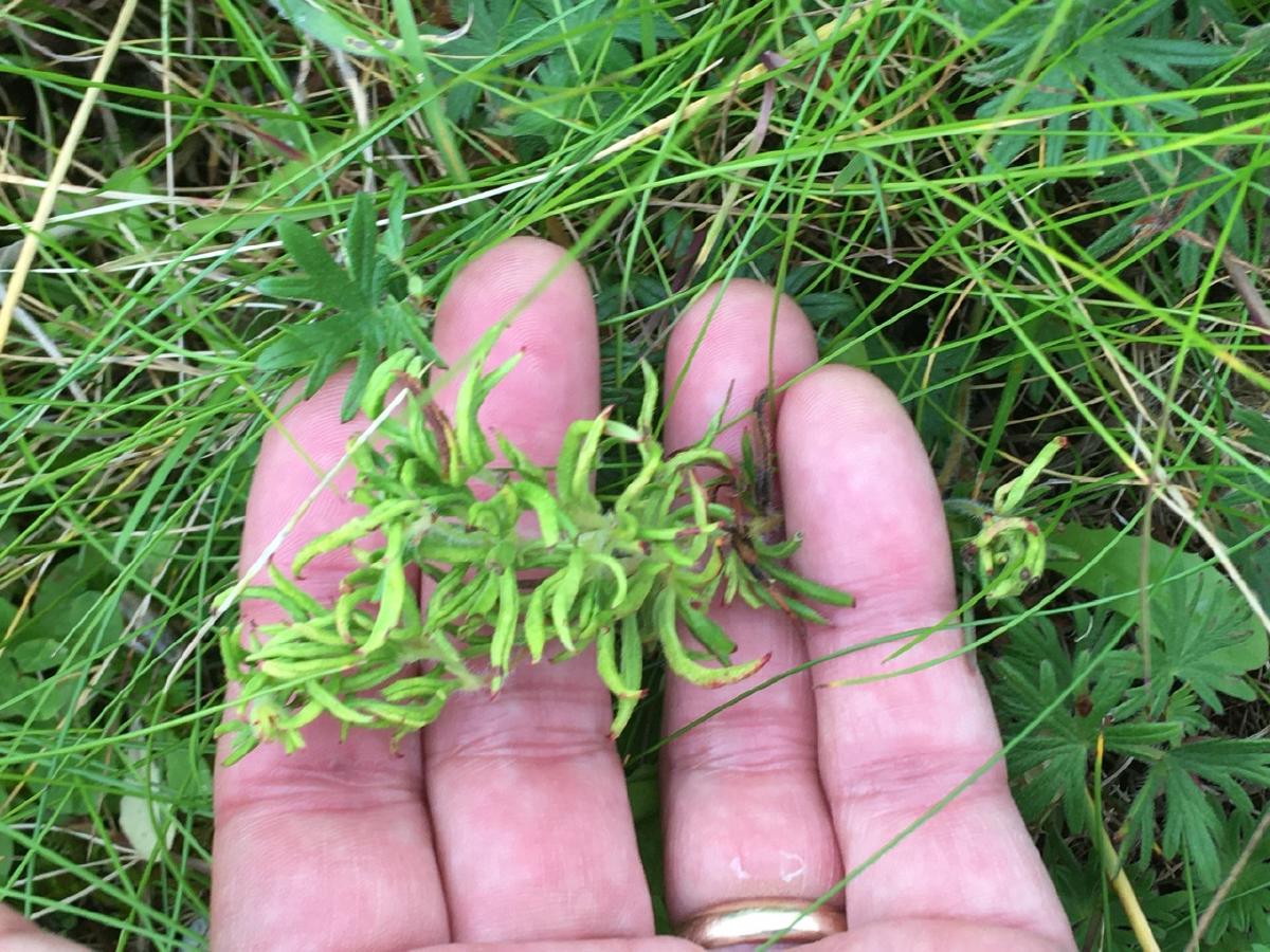 _The gall of Aceria geranii was all over the Bloody Cranesbill_