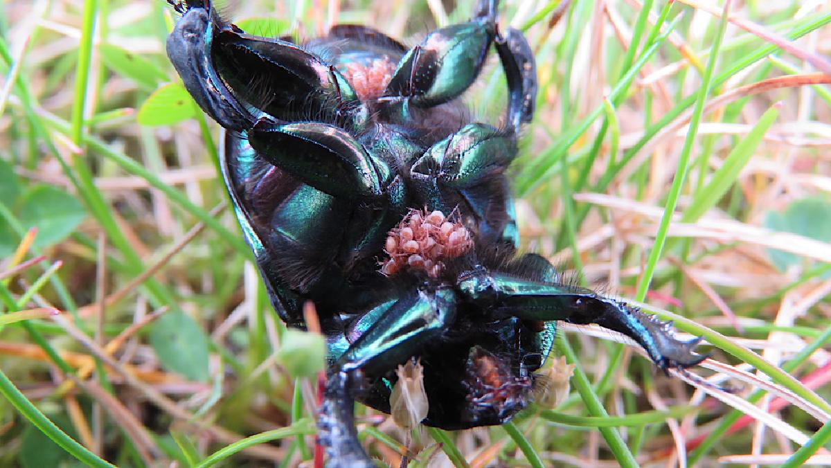 _The iridescent Dor Beetle (in an ungainly inversion) with its uninvited guests_©WildSmiths