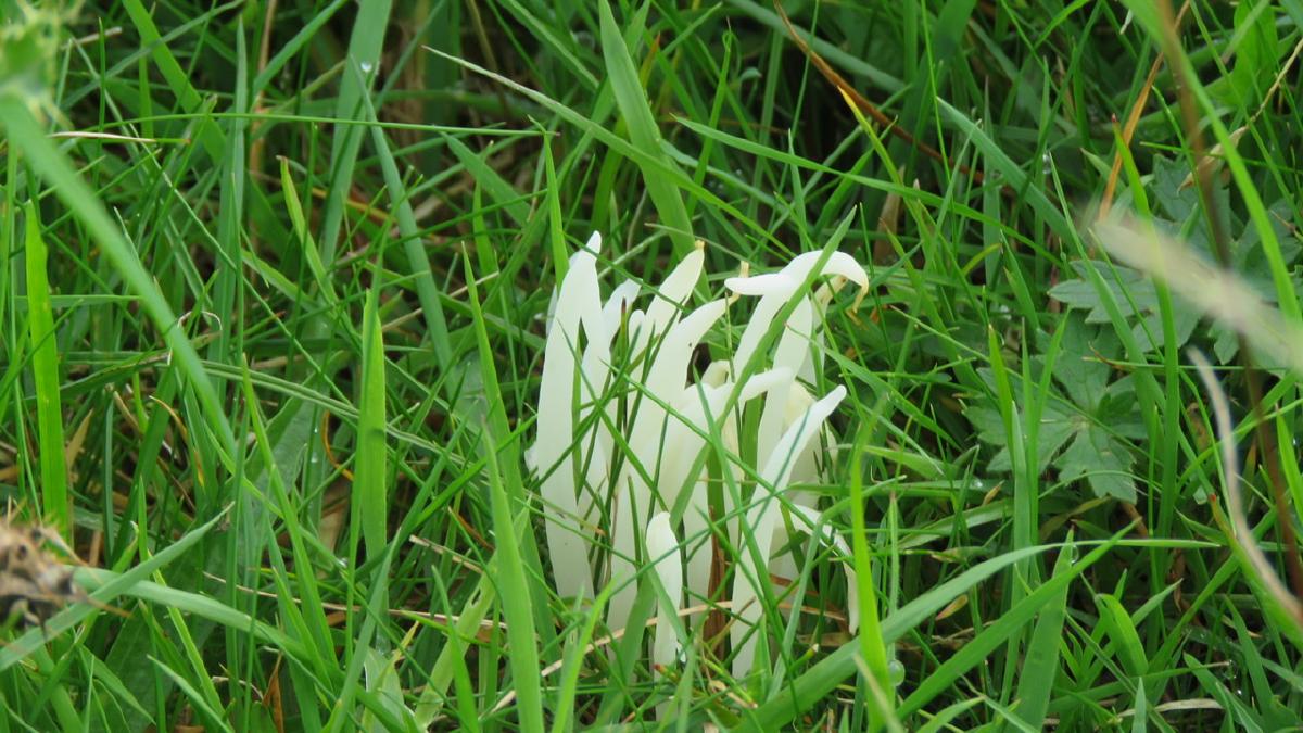 _Fairy Fingers in unimproved grassland_