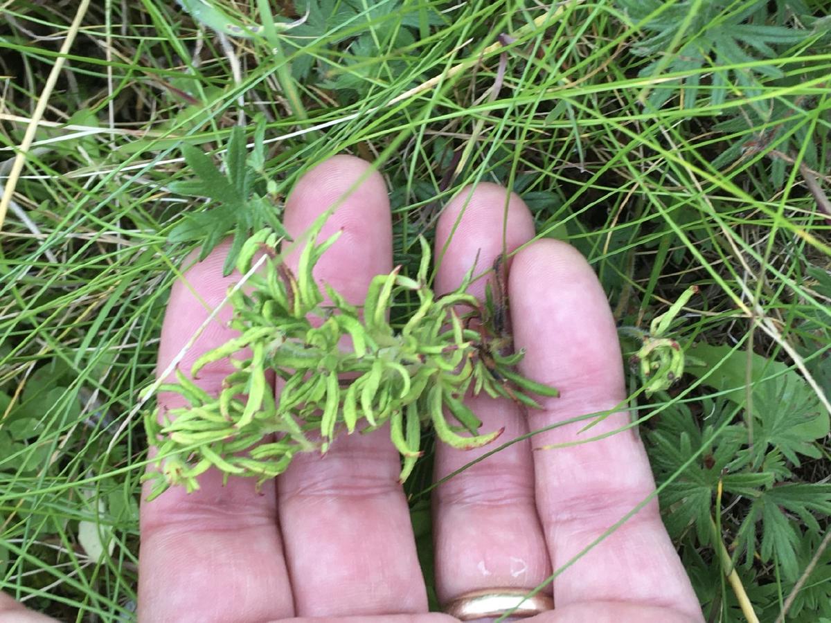 _The gall of the mite Aceria geranii on its host Bloody Cranesbill_