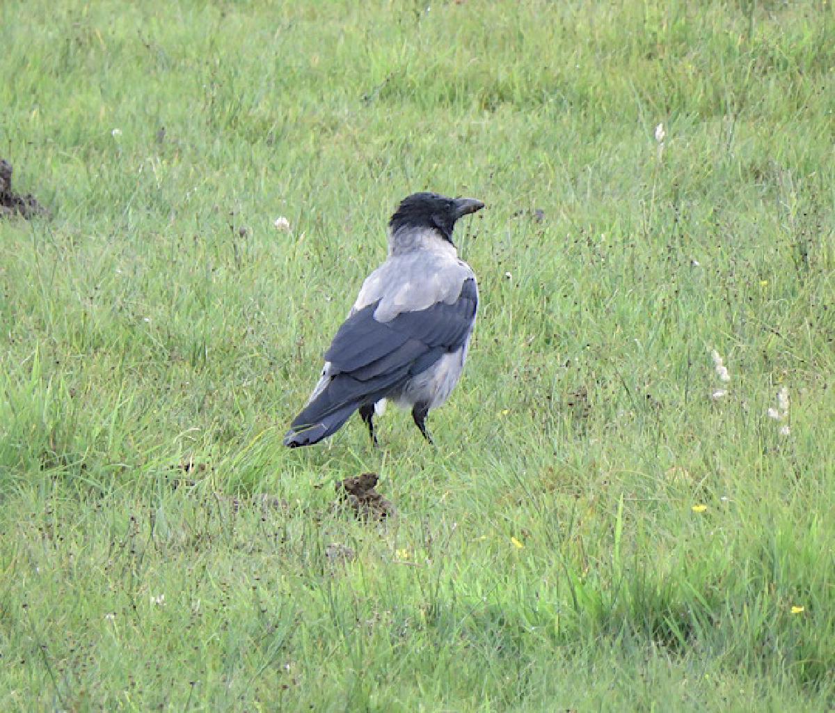 _The Hooded Crow_