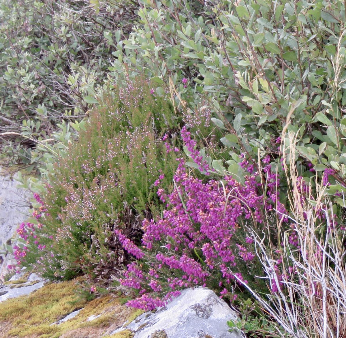_The two classic heathers of Coll – Bell Heather in the foreground with Ling behind it_ **©** WildSmiths