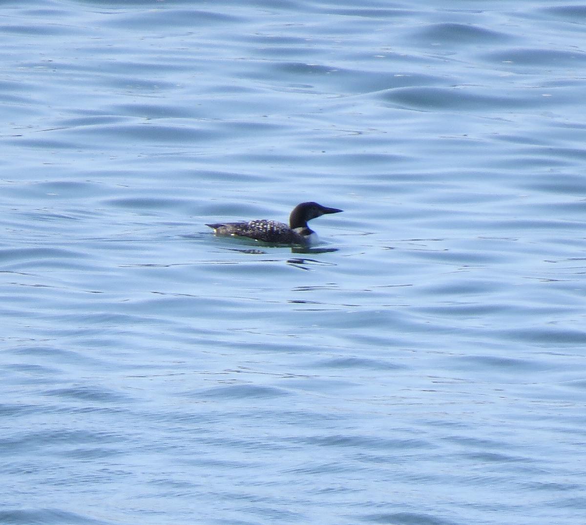 _Summer plumage Great Northern Diver_
