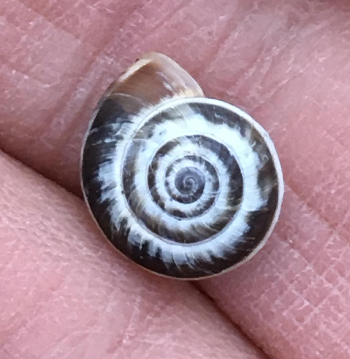 _The Heath Snail is abundant in the dunes_ 