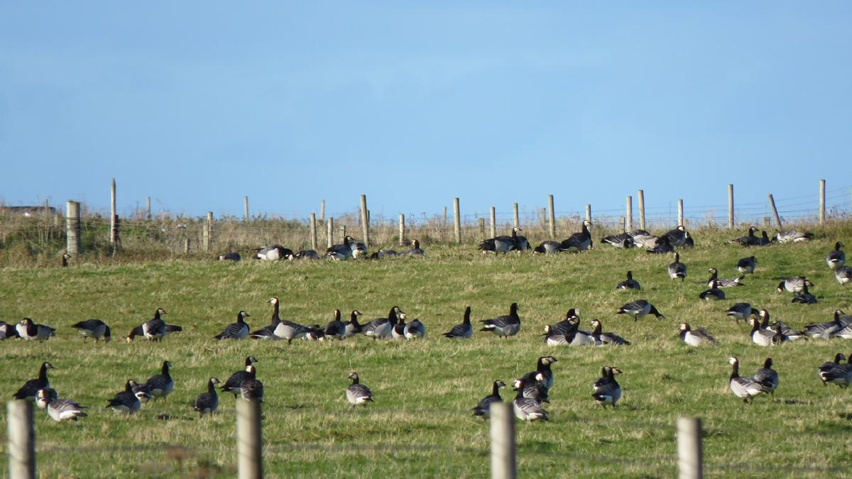 _Freshly arrived from Greenland – a wary flock of Barnacle Geese_ 