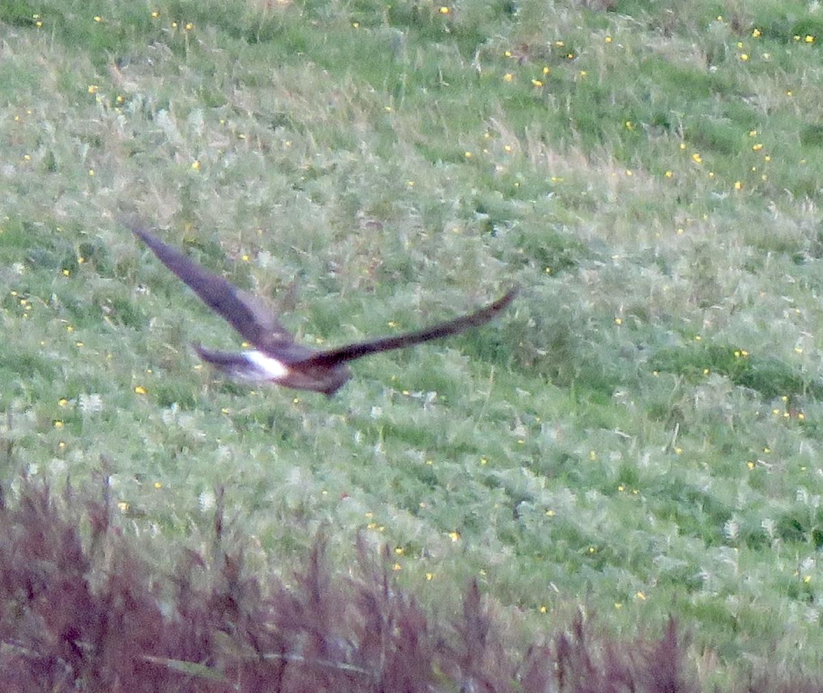 _It’s a terrible picture but you can make out enough to see that it’s a ring-tailed Hen Harrier – honest!_ 