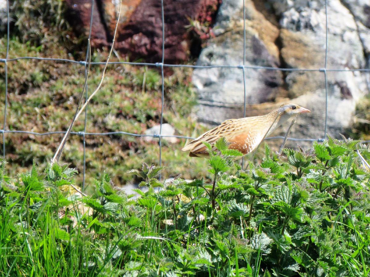 _No Corncrakes today – please try again next year_ 