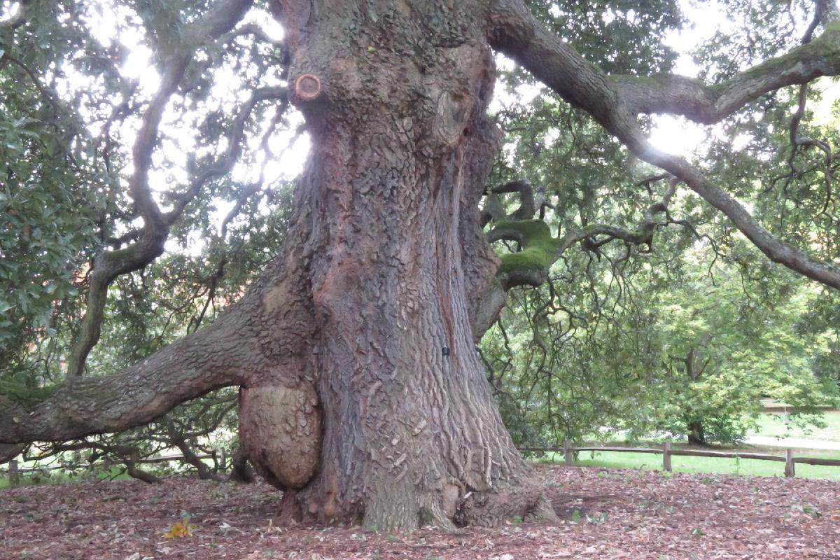 _The glorious Lucombe Oak_