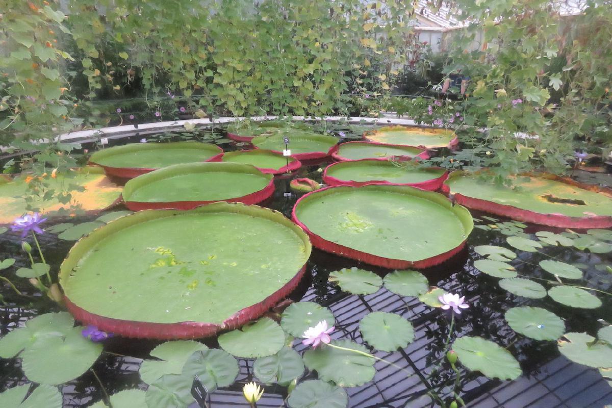 _The Waterlily House_