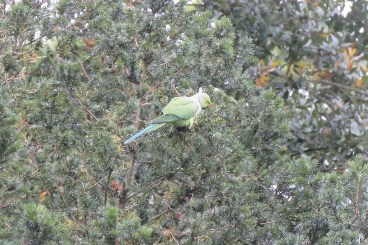 _Ring-necked Parakeet_