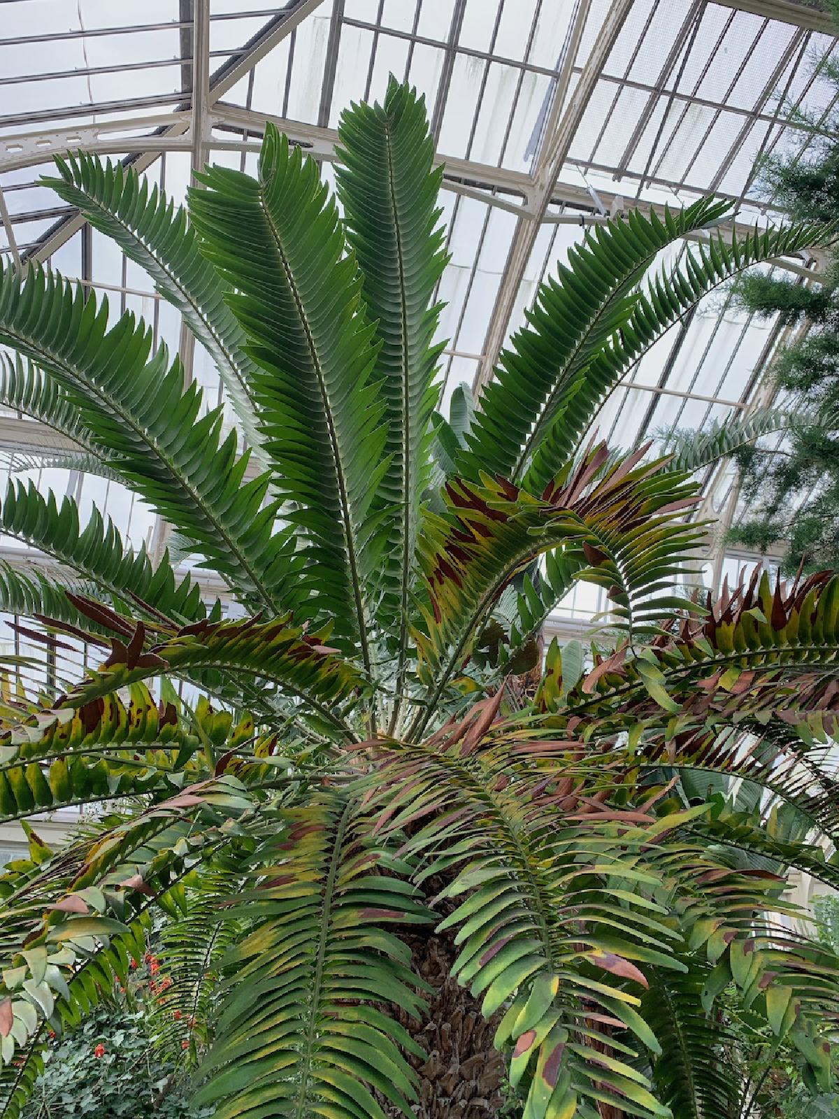 _Wood’s Cycad_ _Encephelartos woodii_