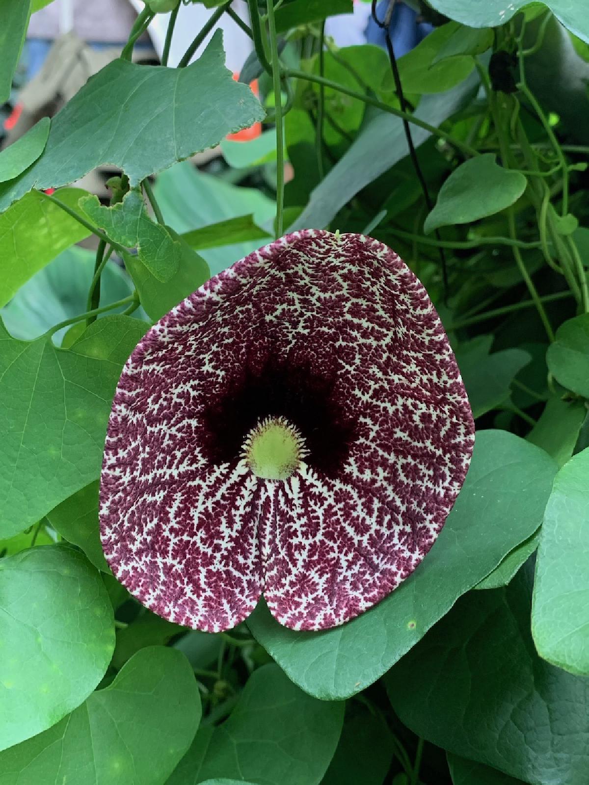 _The Dutchman’s Pipe_