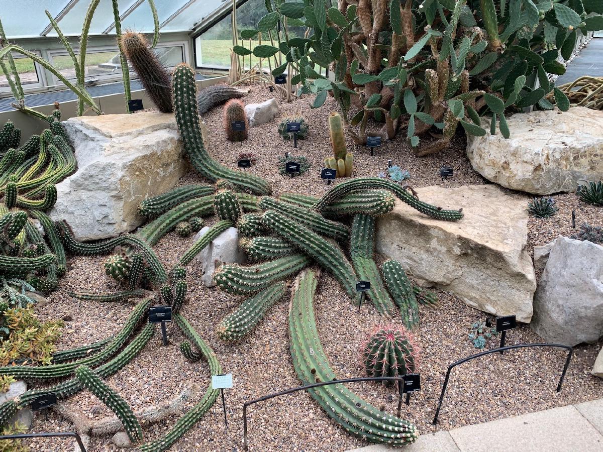 _The arid zone at Kew_