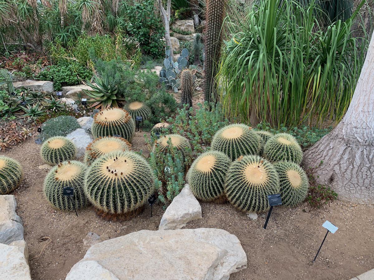 _Botanical sea-urchins_ Echinocactus grusonii