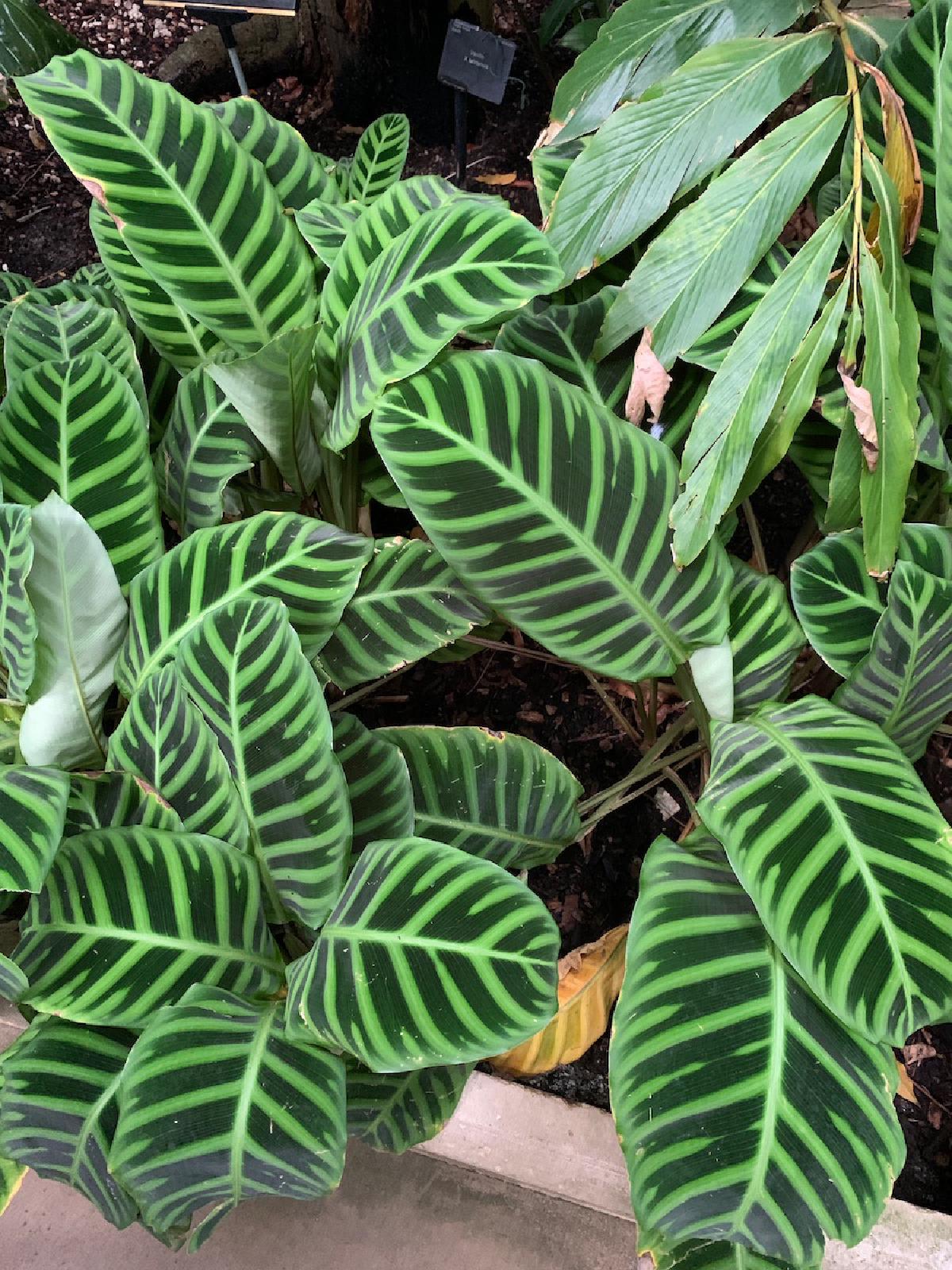 _The Prayer Plant_ _Callathaea zebrina_