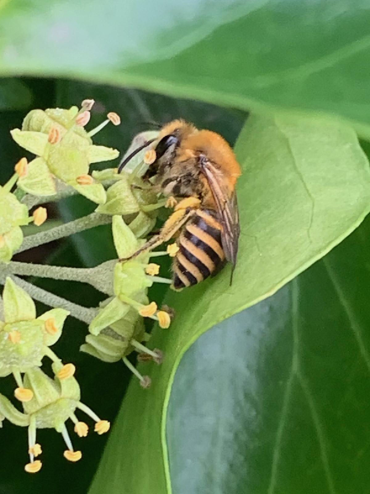 Ivy Bee (_Colletes hederae_)